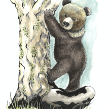 Baby bear