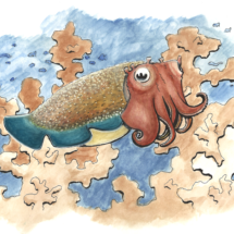 Cuttlefish