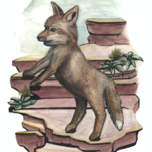Fox pup