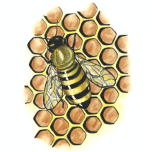 Honey bee