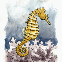 Seahorse